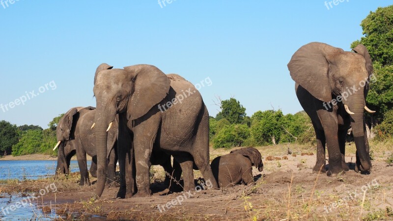 Animals Elephants Africa Safari National Park