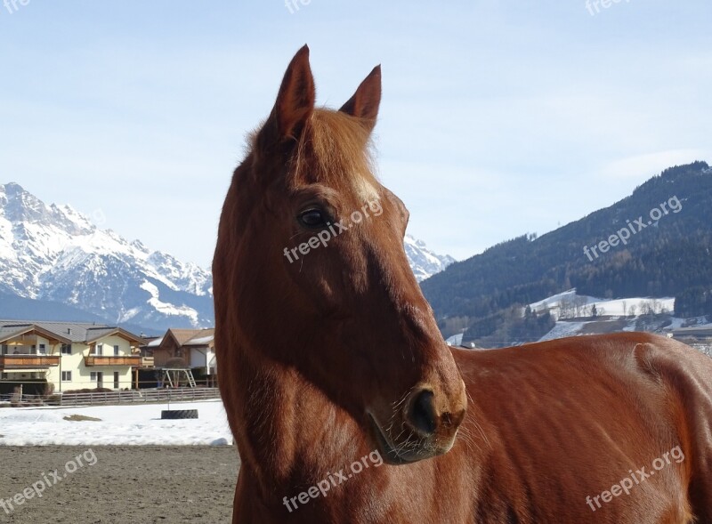 Horse Fuchs Snow Traber Free Photos