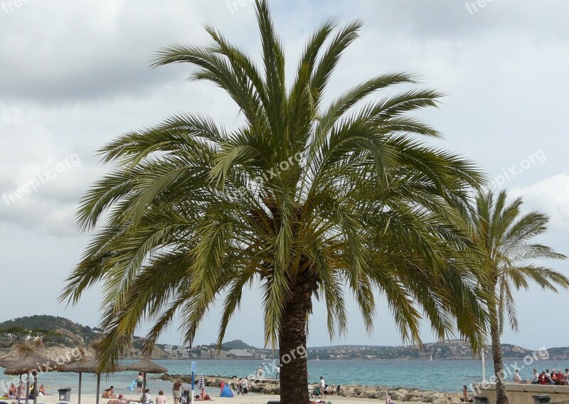 Mallorca Paguera Palm Beach Sea