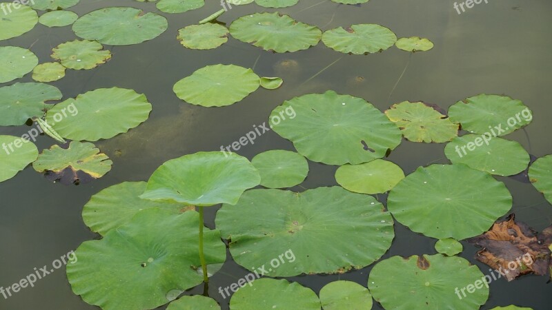 Lotus Leaf Water Park Nail Aquatic Plants