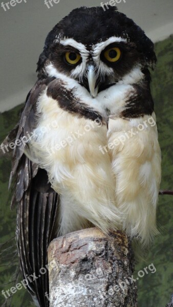 Spectacled Owl Owl Nature Bird Wildlife