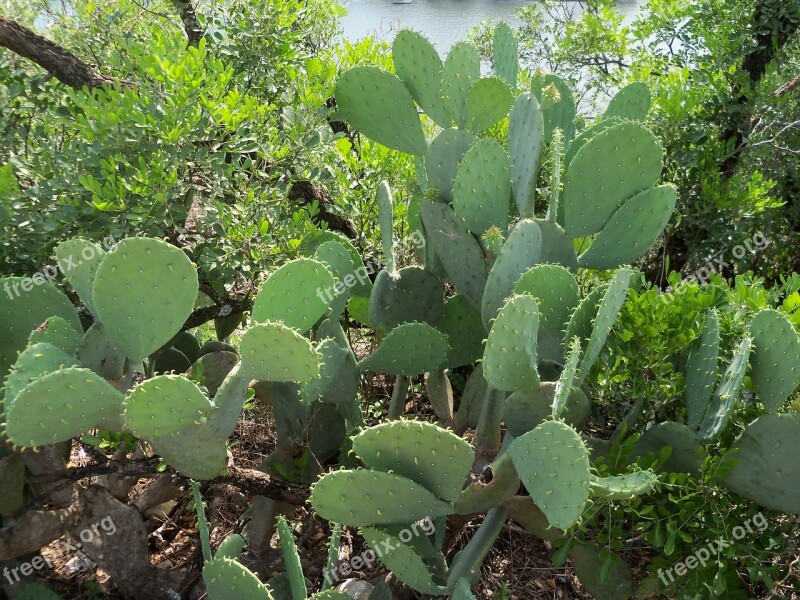 Cactus Desert Desert Plant Thorns Free Photos