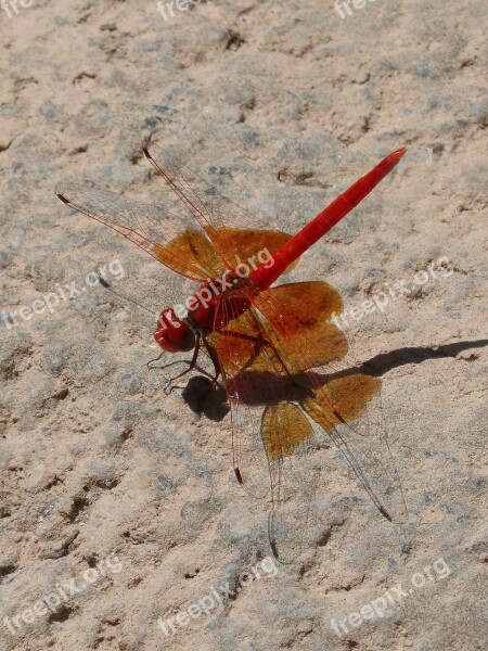 Ruddy Darter Red Dragonfly Shadow Rock Free Photos