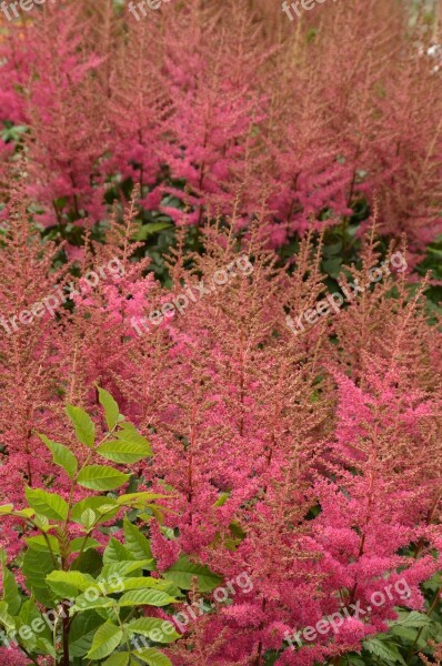 Flower Plant Flora Astilbe Pink