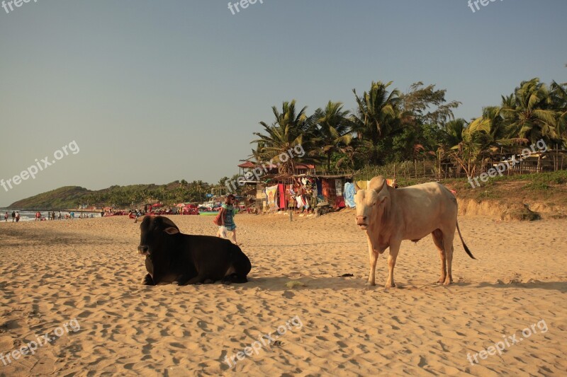 Cows Beach Goa Sandy Coast Animals