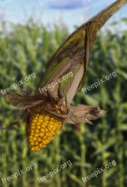 Corn Vegetables Wild Corn On The Cob Plant