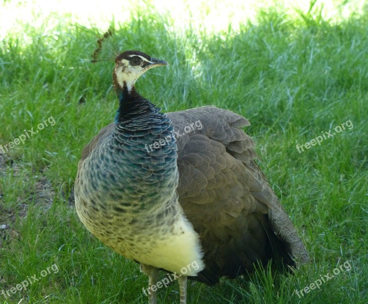 Peacock Hen Vigilant Pheasant-like Spring Crown Unobtrusively