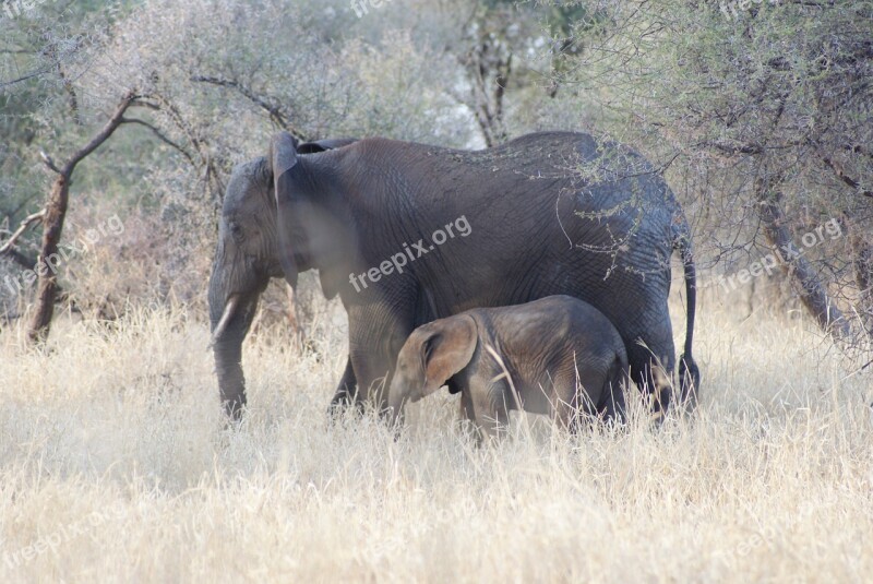 Elephant Baby Mom Africa Trunk