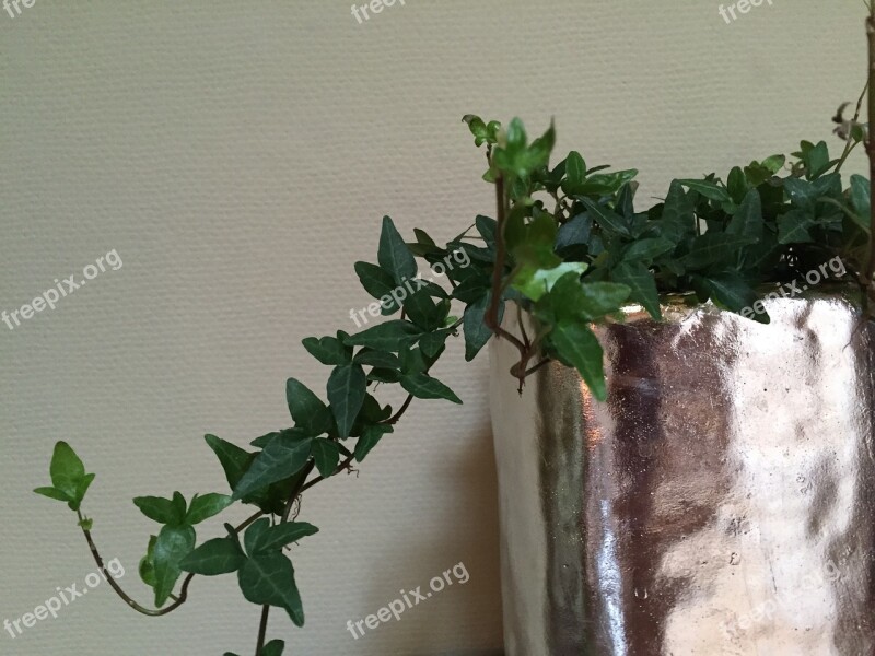 Climber Plant Ivy Efeuranke Free Photos