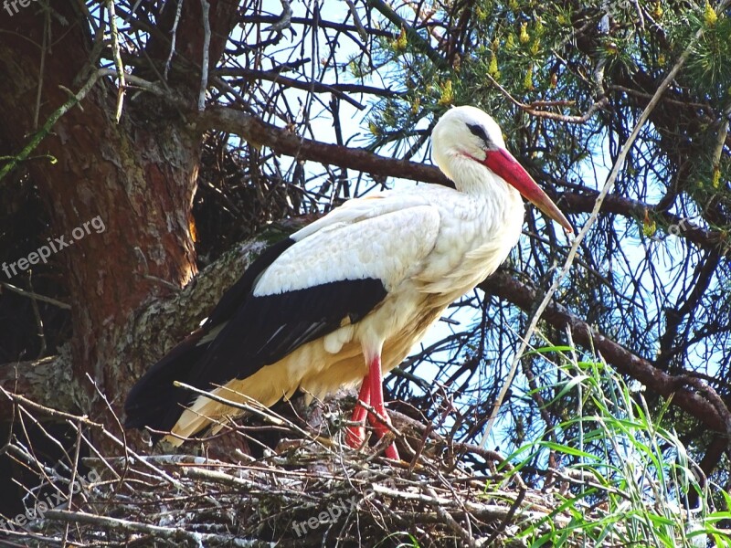 Stork Nest Bird Free Photos