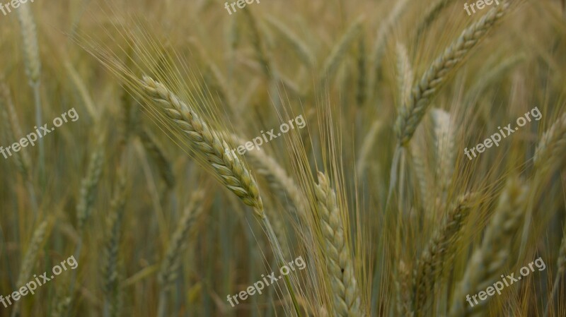 Field Wheat Ears Campaign Vegetation