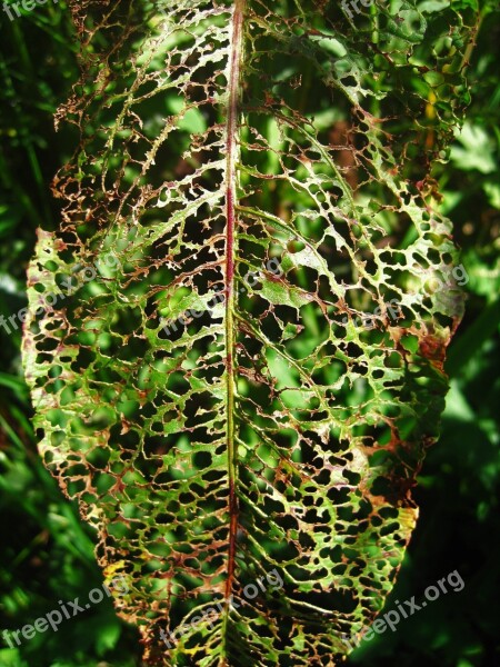 Eaten Away Leaf Sorrel Leaf Green Summer Garden