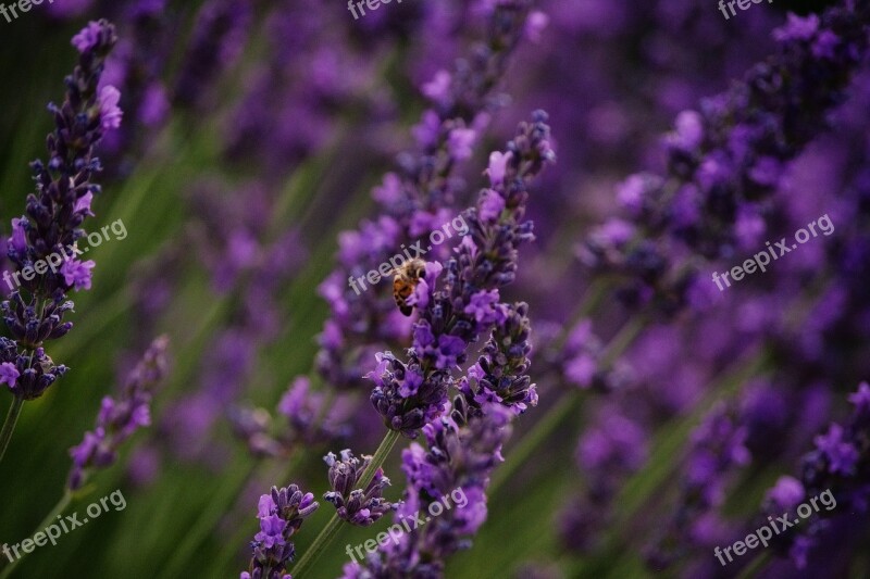 Bee Lavender Purple Bumblebee Flower