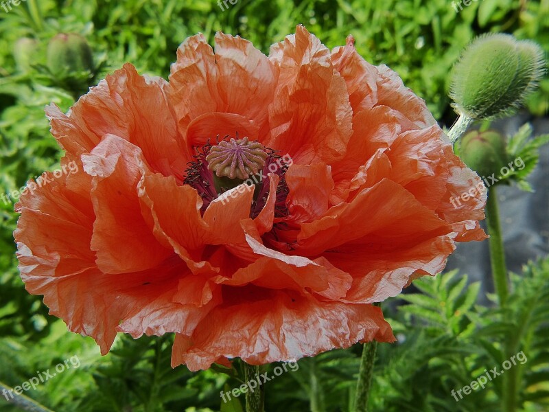 Poppy Klatschmohn Poppy Flower Red Flower