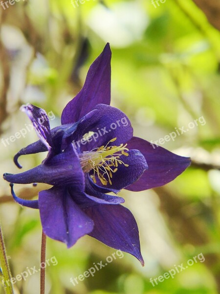 Columbine Flower Plant Violet Macro