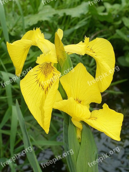 Siberian Schwertlilie Iris Blossom Bloom Rarely