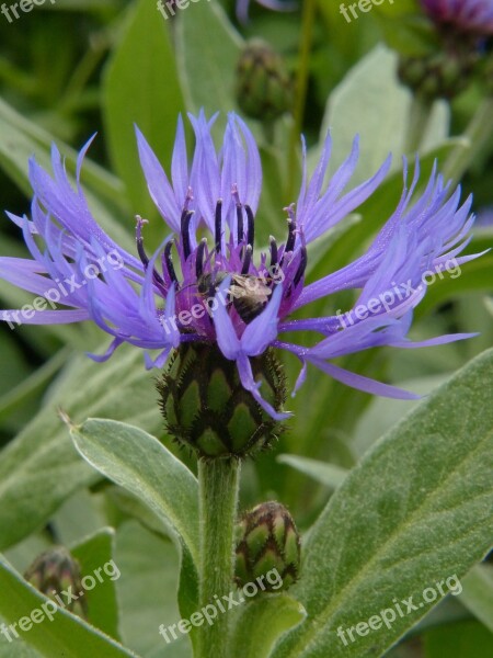 Cornflower Blue Wild Flower Plant Flourished