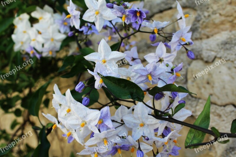 Flowers White Flowers Purple Flowers Summer Flowers Nature