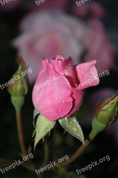 Pink Flower Rosebush Pink Flowers Pink Flower