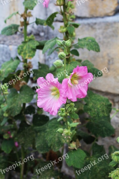 Hollyhock Passerose Pink Rod Flower