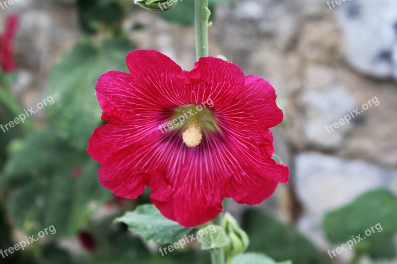 Hollyhock Passerose Fuchsia Macro Flower