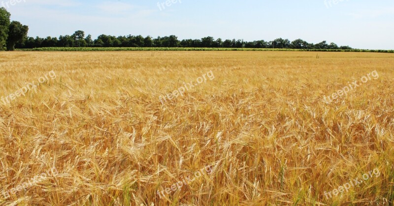 Fields Wheat Wheat Fields Cereals Epi