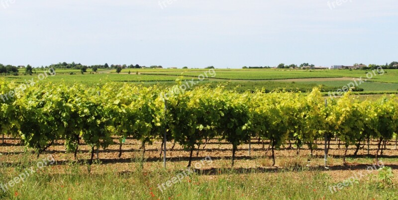 Vine Vineyard Cep Grape Vines