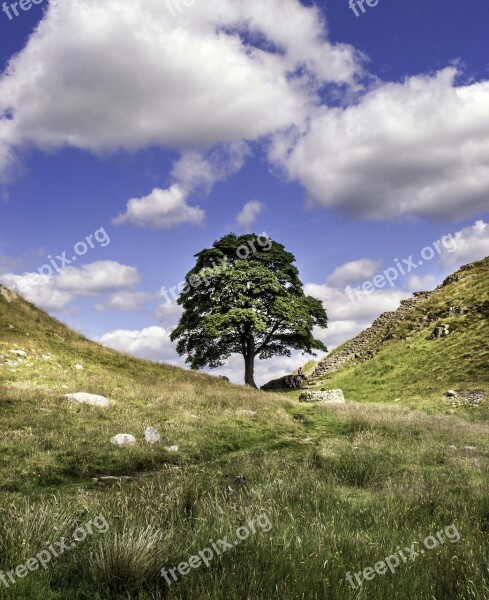 Sycamore Gap Robin Hood Northumberland Landscape Lonely Tree