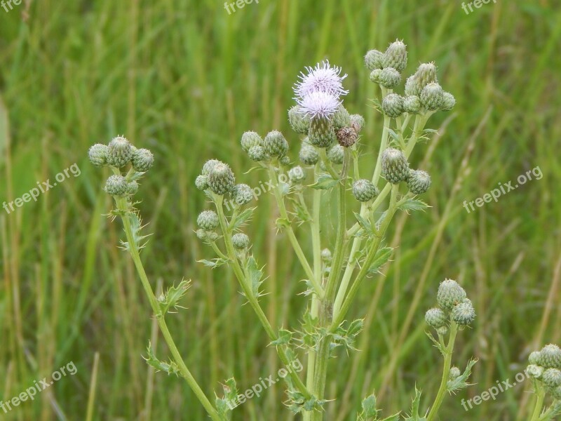 Flower Purple Prairie Nature Grass