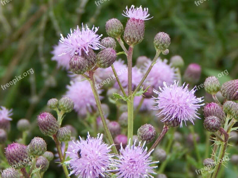 Purple Flowers Prairie Nature Pink