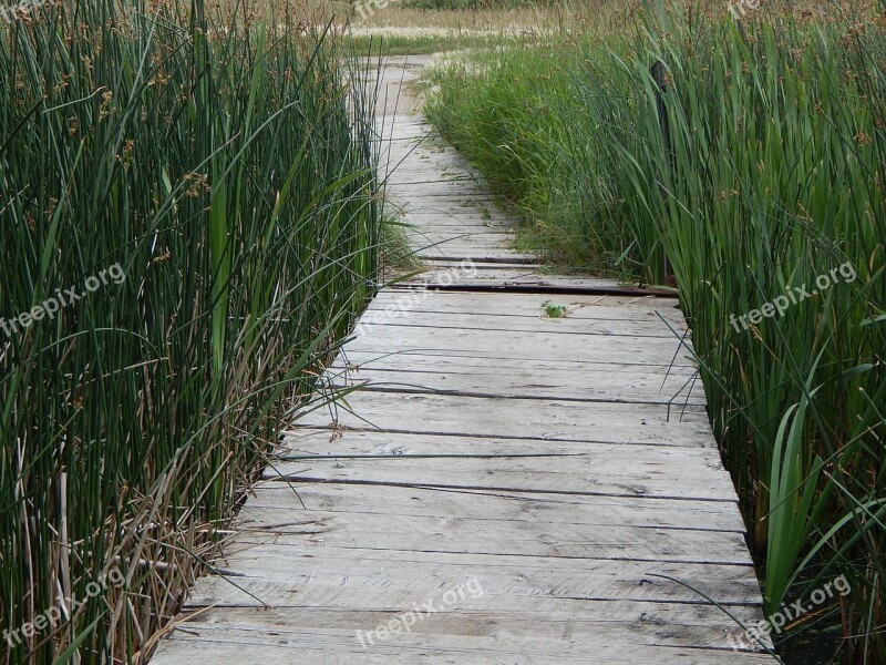 Dock Wood Path Rustic Grass