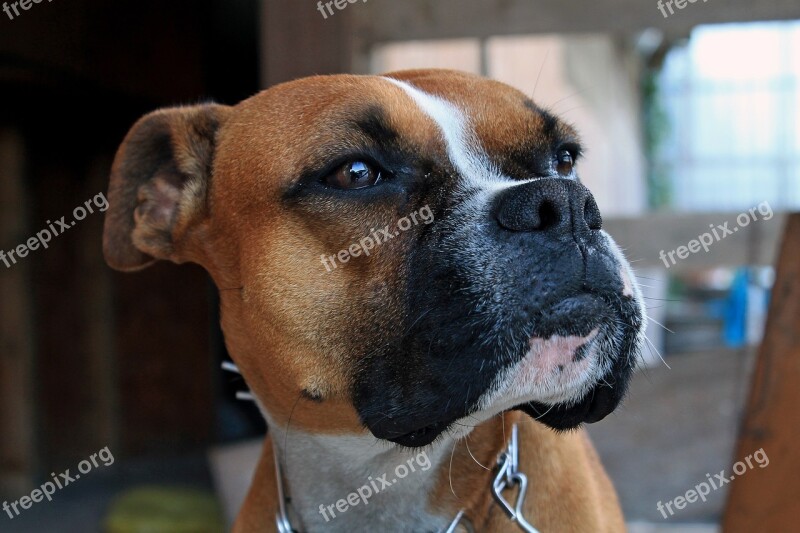 Dog Boxer Animal Domestic Friend