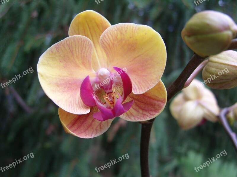 Flower Orchid Plant Pink Center Yellow Petals