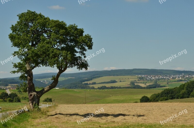 Tree Landscape Nature Erratic Agriculture