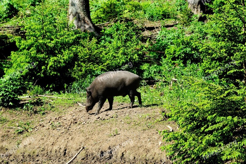 Boar Pig Sow Wild Free Photos