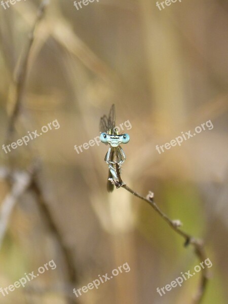 Dragonfly Front View Perspective Curiosity Eyes