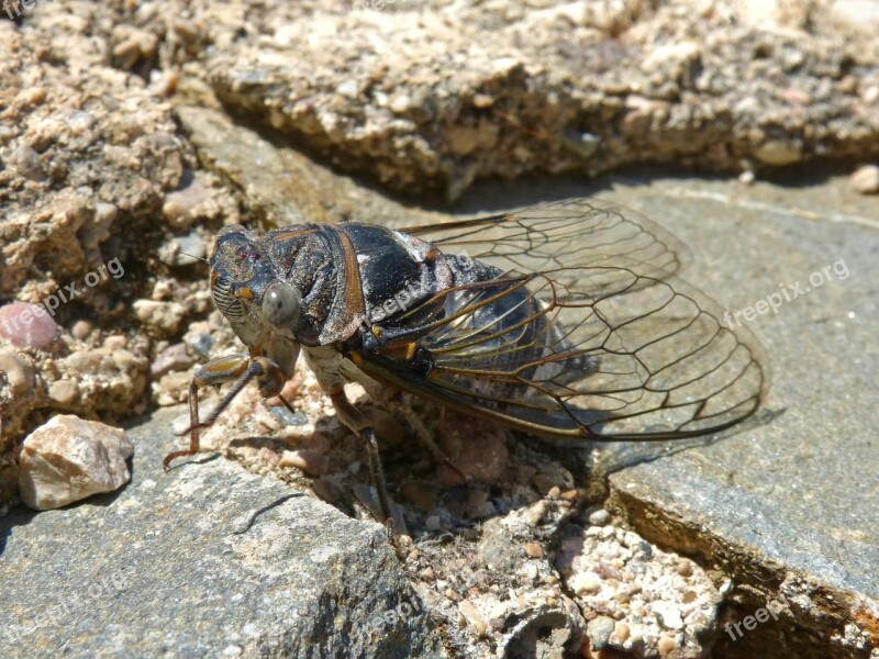 Cicada I Cicádido Crayfish Summer Cri-cri Insect