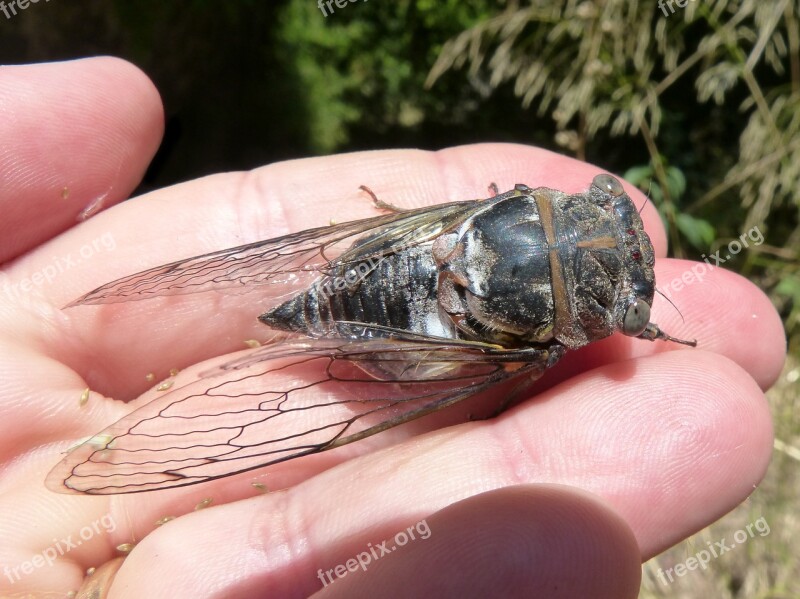 Cicada I Cicádido Crayfish Summer Cri-cri Insect