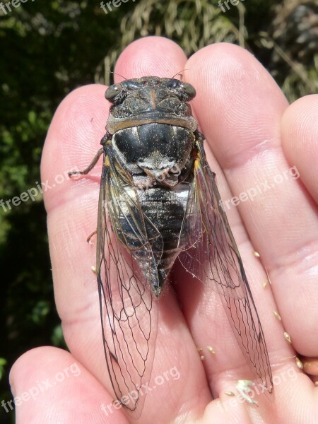 Cicada I Cicádido Crayfish Summer Cri-cri Insect