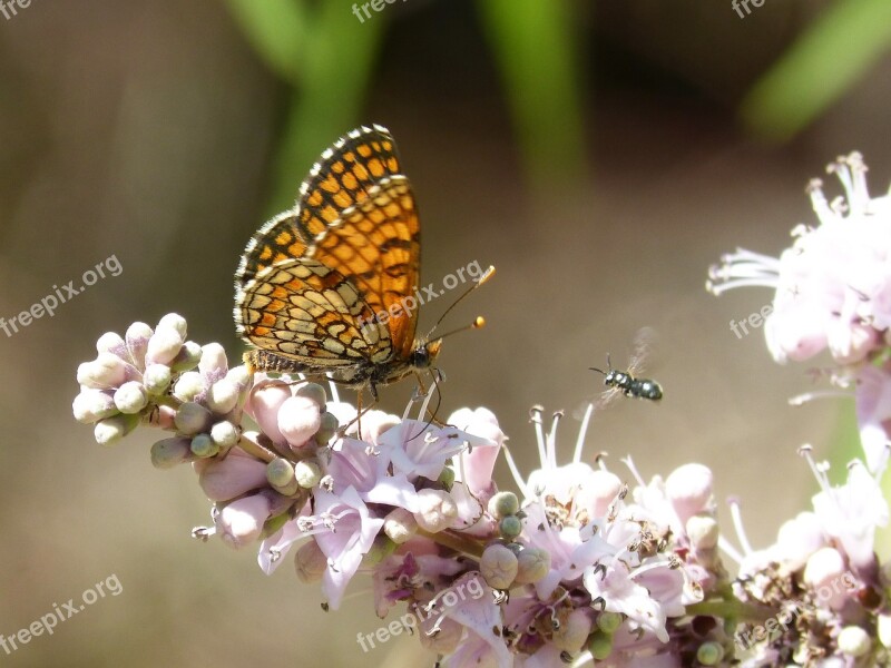 Butterfly Melitaea Phoebe Damero Knapweed Libar Wild Flower