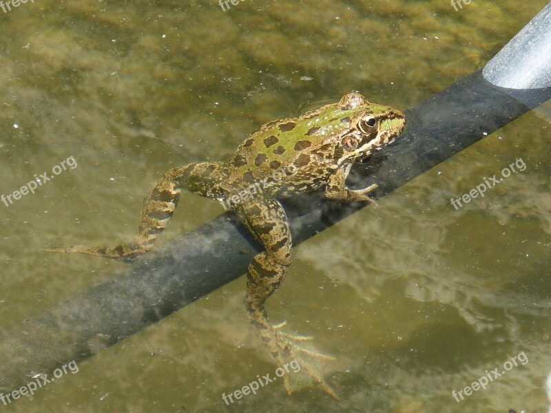 Frog Raft Irrigation Batrachian Croak