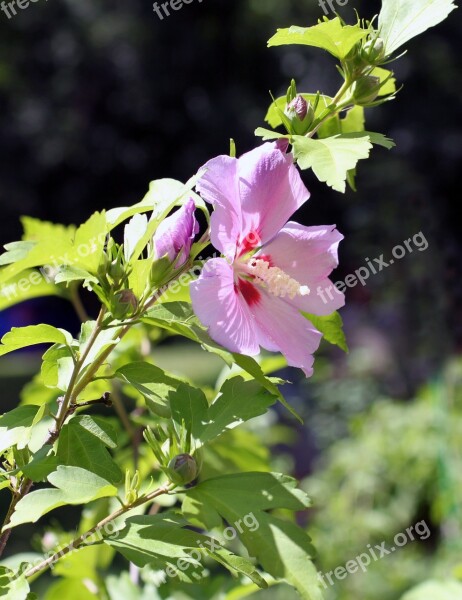 Rose Sharon Rose Of Sharon Leaves Green Leaves