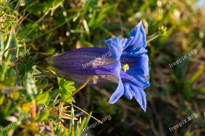 Gentian Wild Flower Stem Loose Gentian Alpine Blue