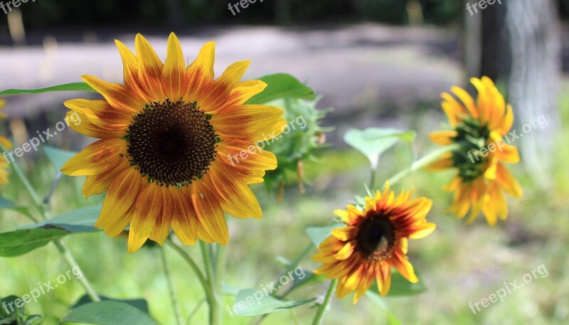 Sunflower Firecracker Garden Multiple Summer