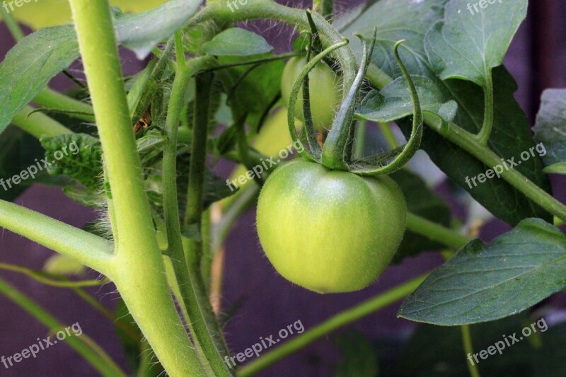 Tomato Food Nutrition Cherokee Garden