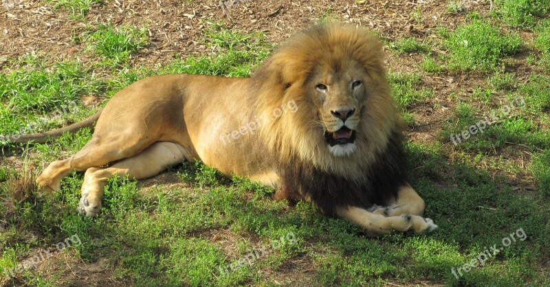 Lion Feline Big Cat King Of The Jungle Male