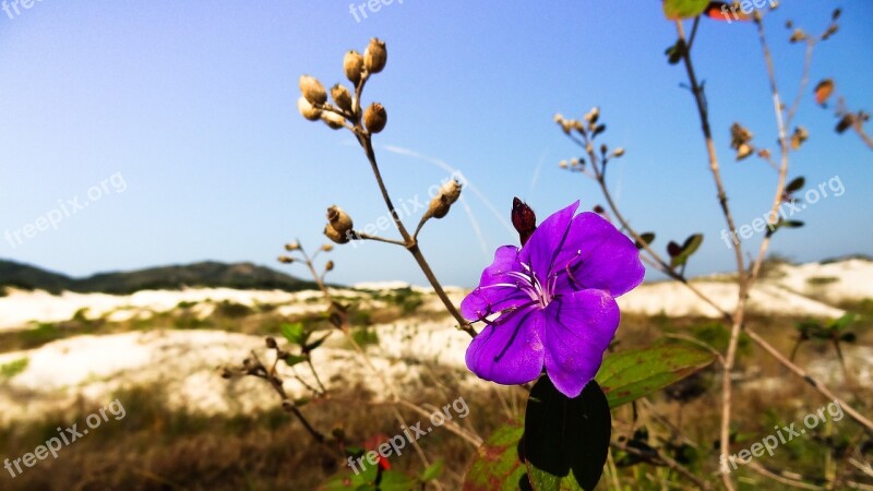 Flower Winter Dunes Pond Conceição Trip