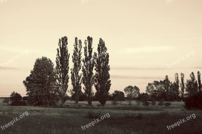 Landscape Meadow Trees Poplars Evening