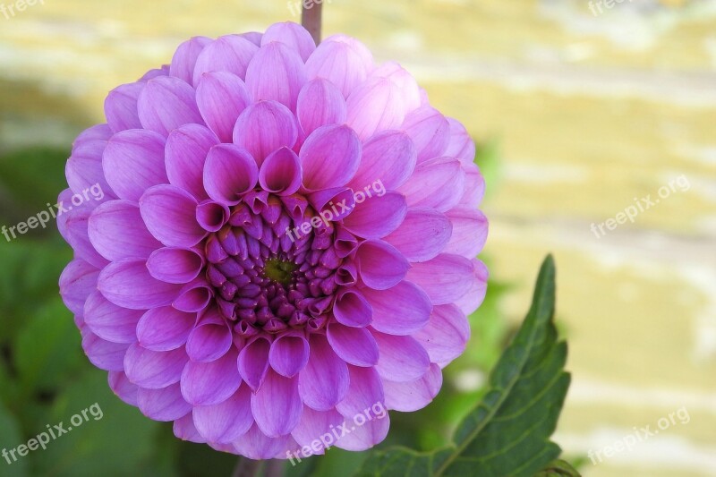 Dahlia Dahlia Garden Blossom Bloom Flower