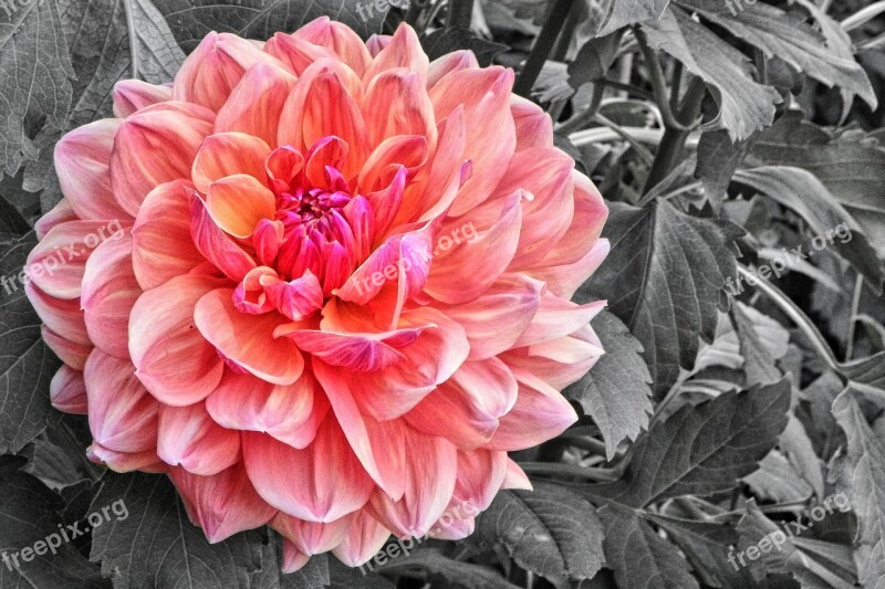 Dahlia Blossom Bloom Dahlia Garden Flower Garden